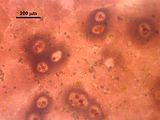 6 - Concettacoli multiporati in visione superficiale